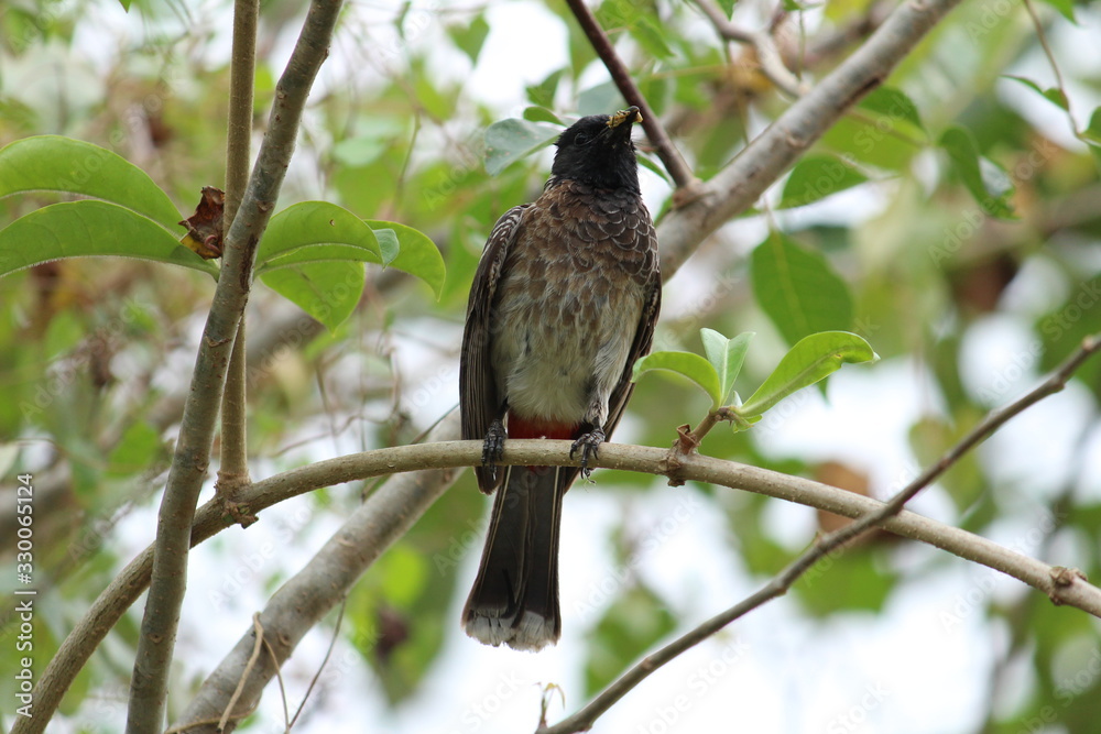 one Red Vented Bulbul bird or one bird sitting on the tree or tree branch on the morning with white background one Red Vented Bulbul bird or one bird sitting on the tree or tree branch on the morning with white background