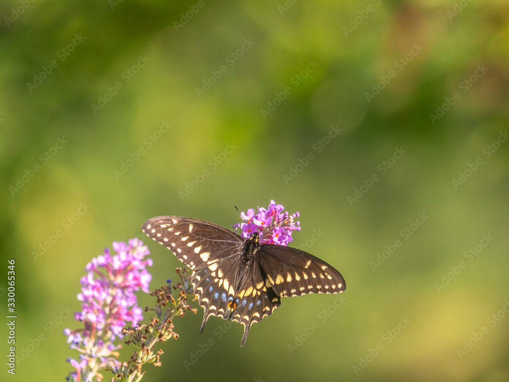 monarch butterfly,Danaus plexippus, monarch butterfly,Danaus plexippus,