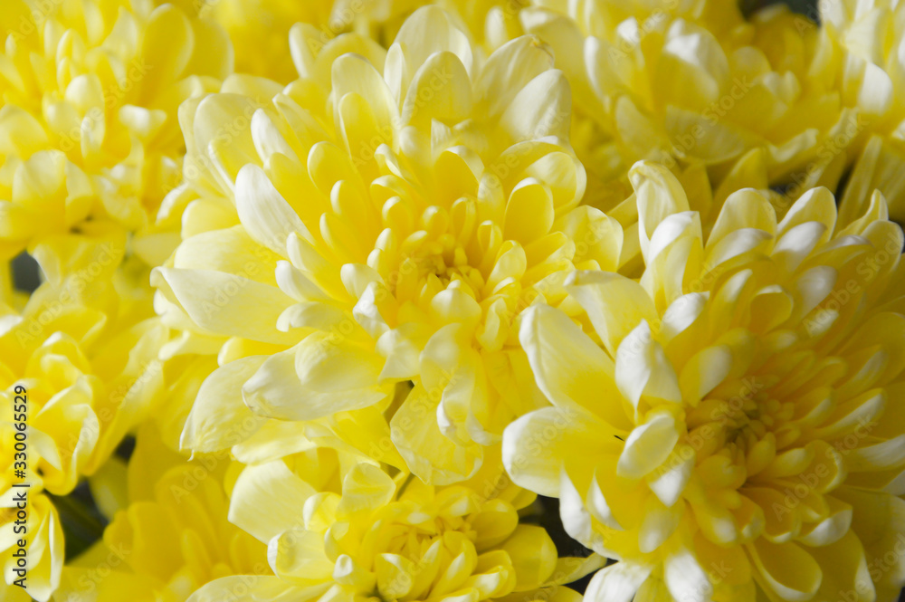 Yellow chrysanthemums. Beautiful flowers. Yellow chrysanthemums. Beautiful flowers.