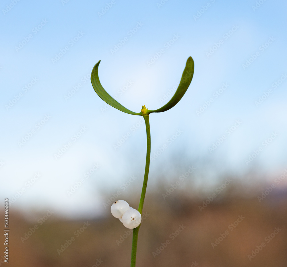 Mistletoe branch with green leaves and white berries Mistletoe branch with green leaves and white berries