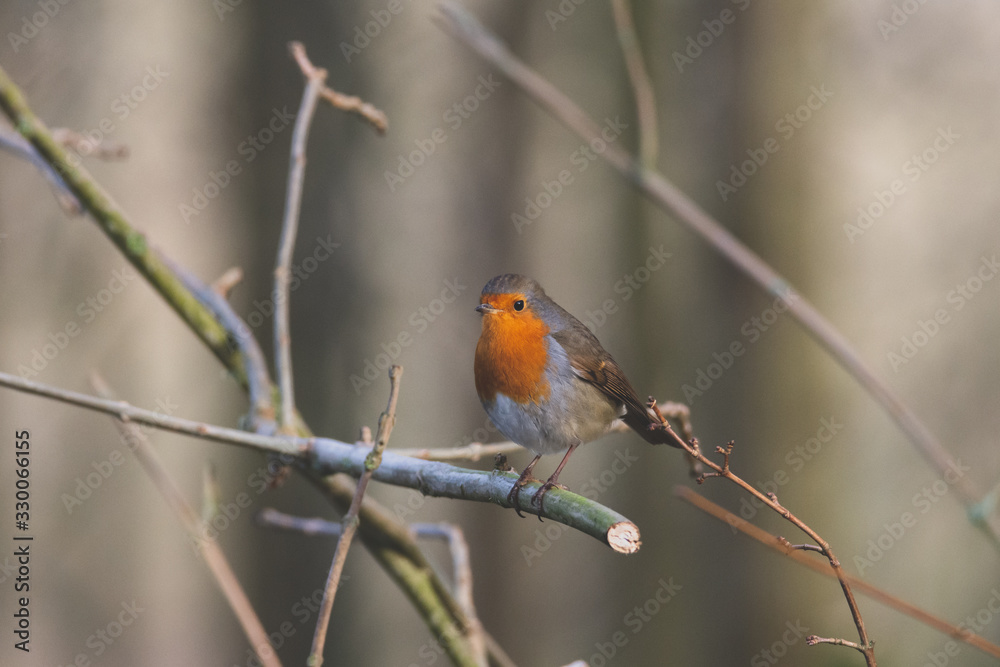 Robin Red Breast
