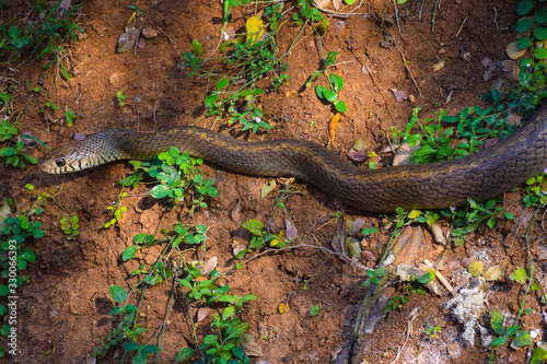 forest snake