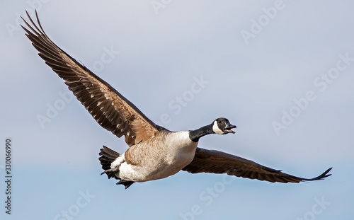 Fototapet canada goose in flight