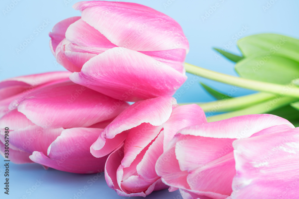 Bouquet of pink tulips on a blue background. Congratulation concept card for Women's Day, mother's day, spring flowers, banner, greeting. Copy space