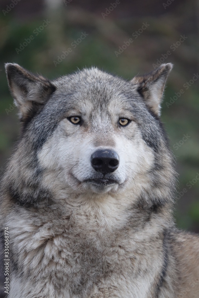 canis lupus, animal, faune, sauvage, mammifère, prédateur, gris, nature, gris, fourrure, canidae, chien, carnassiers, canis lupus, canis lupus, tête, visage, portrait, animal, yeux, coyote, canis, yeu canis lupus, animal, faune, sauvage, mammifère, prédateur, gris, nature, gris, fourrure, canidae, chien, carnassiers, canis lupus, canis lupus, tête, visage, portrait, animal, yeux, coyote, canis, yeu