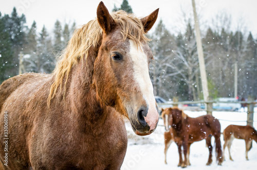 Portrait of a red horse in winter