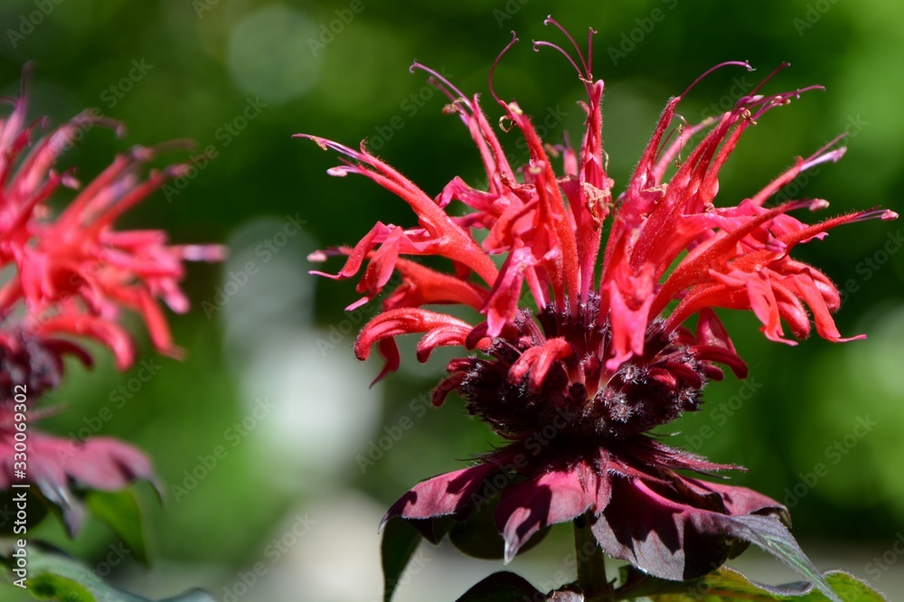 Bright red flower monarda in the garden macro Bright red flower monarda in the garden macro