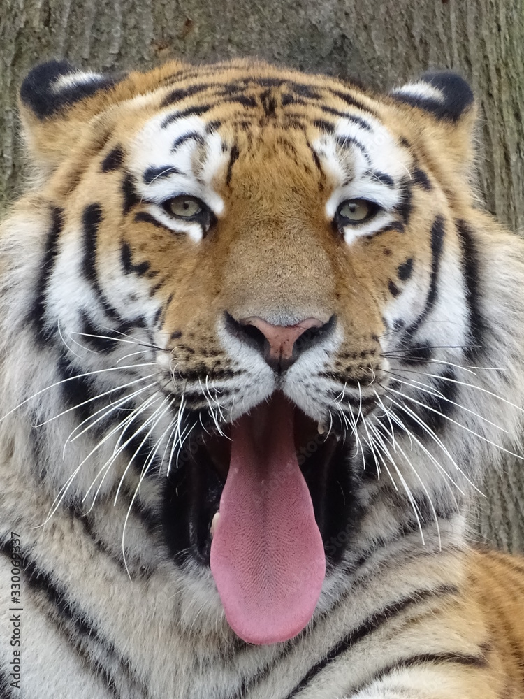 Naklejka premium tigre, animal, chat, faune, felidae, sauvage, prédateur, mammifère, bande, nature, sibérien, jardin zoologique, tête, grand, carnassiers, rayes, safari, fourrure, visage, bengale, portrait, animal, ye