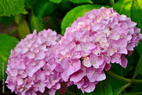 Pink hydrangea macrophylla in the garden close-up