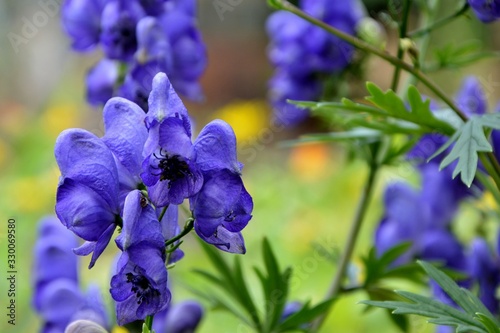 Beautiful, but poisonous, аconite - a healing plant in the summer garden close-up.