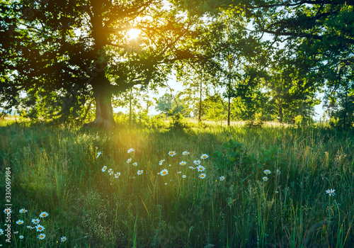 Canvas Print Glade in dew and blooming daisy flowers in the early morning in the forest