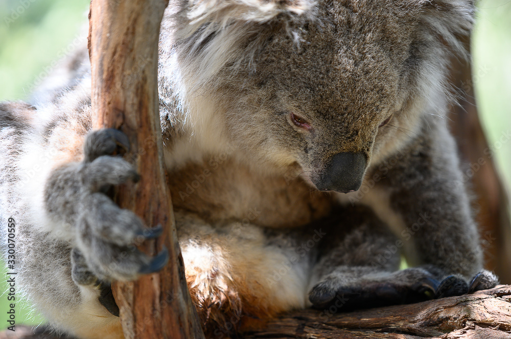 Obraz premium koala in a tree