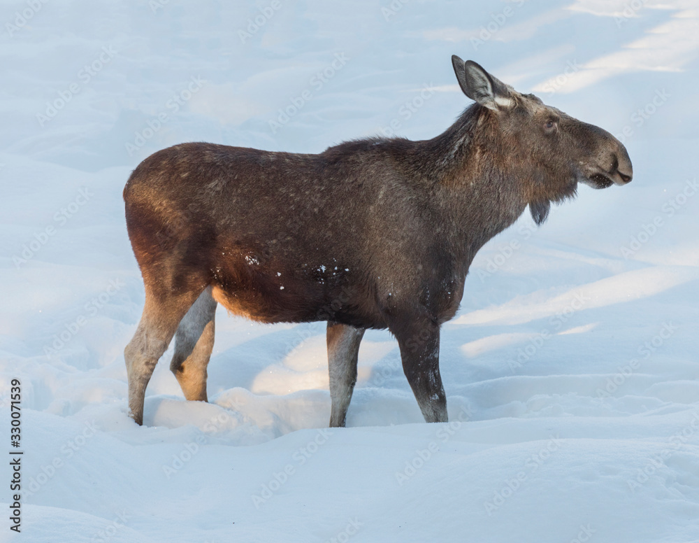 a female elk on snow in winter