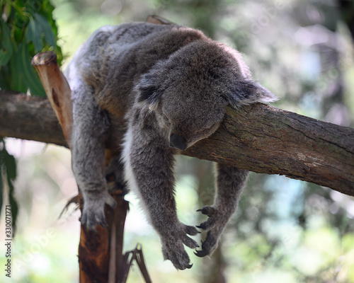 Canvas Print koala in a tree