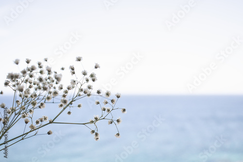 background concept  Abstract blurred light flower with white sky background for text space