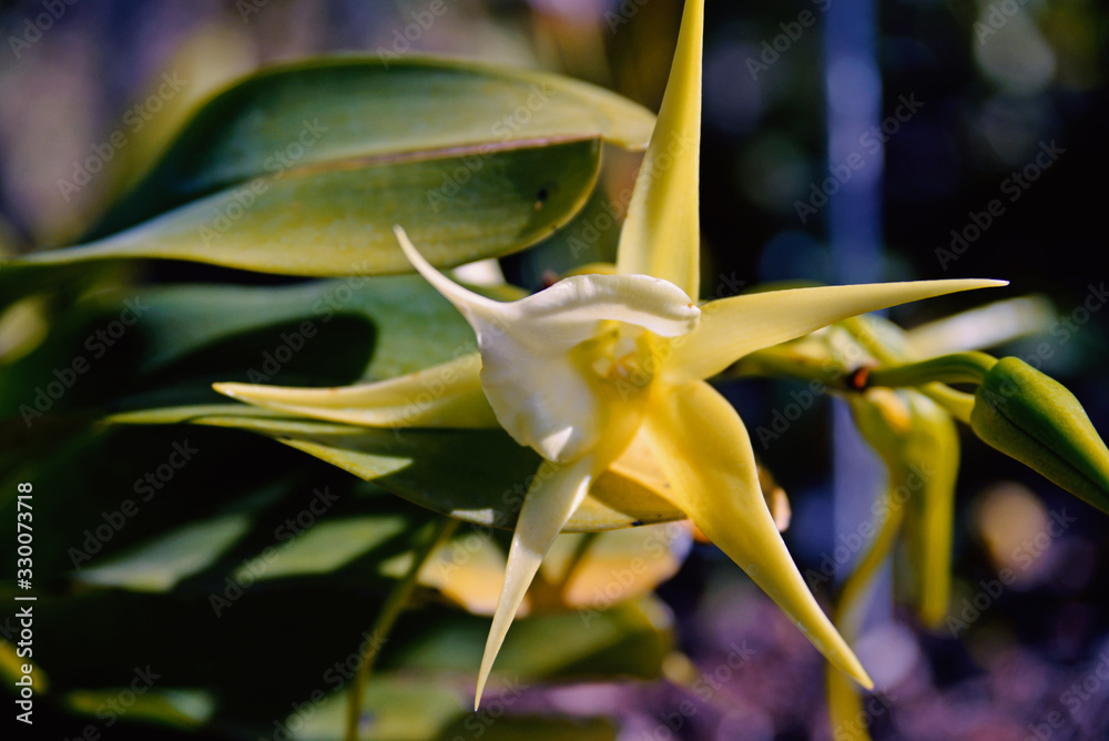yellow cactus flower