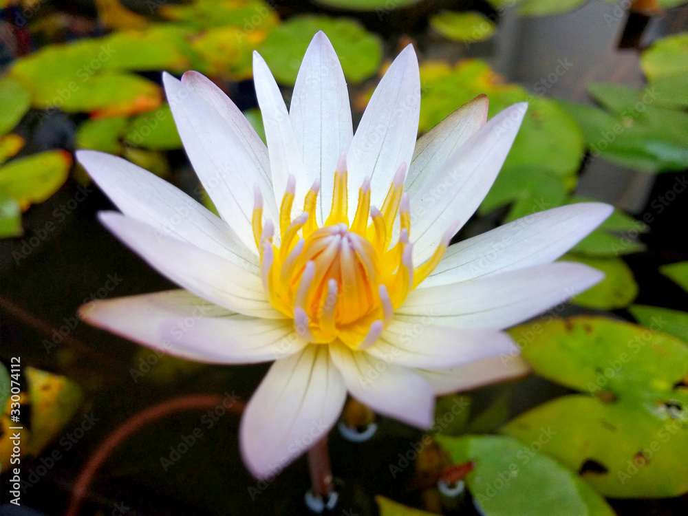 White lotus flower in the pool Dark background White lotus flower in the pool Dark background