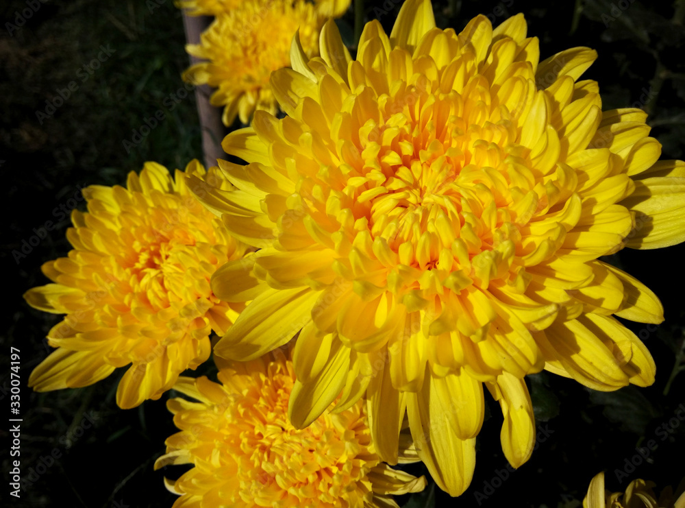 Fototapeta premium Chrysanthemum with dark blurred background