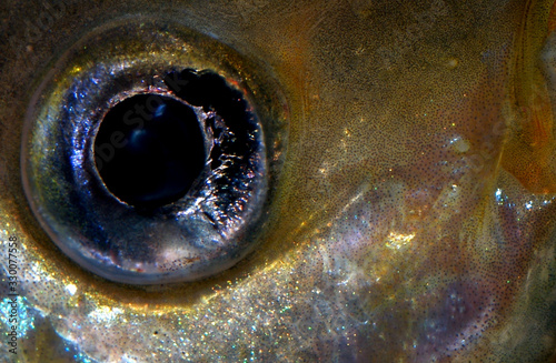 closeup of the eye of an aquarium fish - cichlid scalar