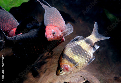 black ruby barb and Tiger barb in the aquarium photo