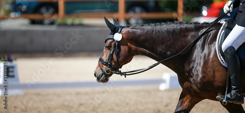 Dressage horse in close-up with rider, leaving the arena with his neck stretched out on the long rein..