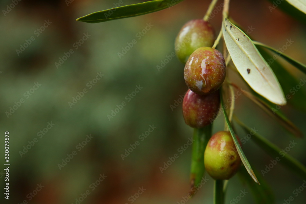 Aceitunas Aceitunas