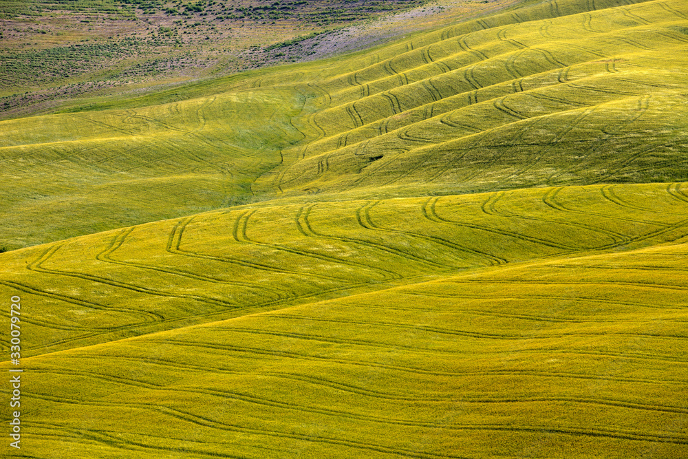 Obraz premium Asciano (SI), Italy - June 01, 2016: Typical scenary of Crete Senesi, Asciano, Siena, Tuscany, Italy