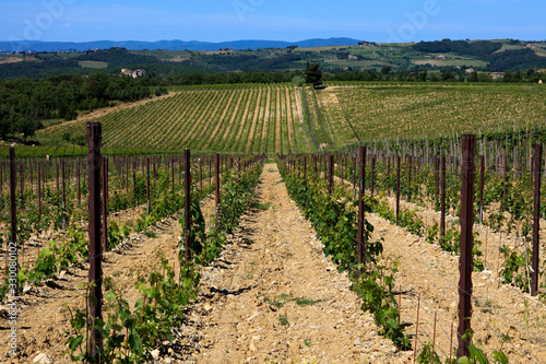 Chianti region  SI   Italy - June 01  2016  Chianti vineyards  wine grapes growing  Tuscany  Italy