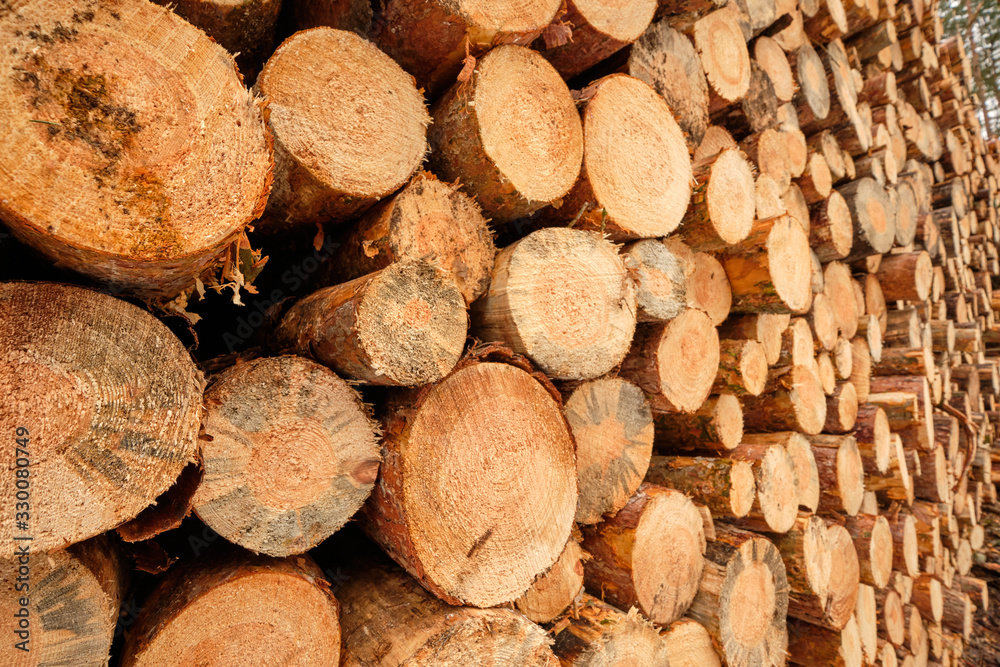 Close-up of a huge woodpile in the forest with tree trunks felld because of pest infestation. Seen near Nuremberg in Bavaria, Germany, in February Close-up of a huge woodpile in the forest with tree trunks felld because of pest infestation. Seen near Nuremberg in Bavaria, Germany, in February