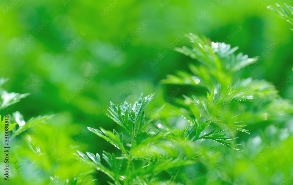 Green carrot plants in growth at vegetable garden Green carrot plants in growth at vegetable garden