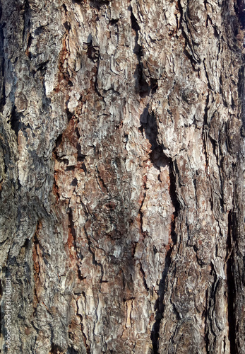 Brown bark on the trunk of an old tree