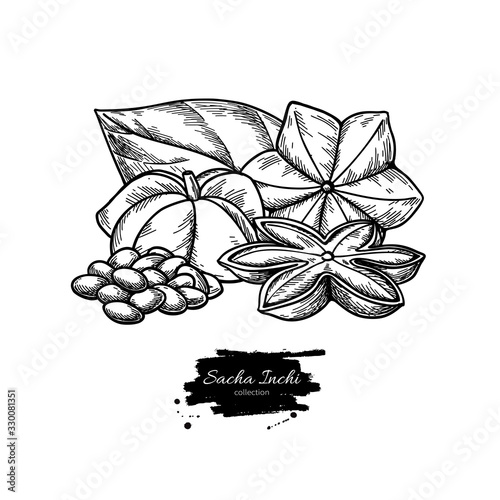 Sacha inchi vector drawing. Hand drawn peanuts, leaf and pile of seeds. Botanical illustration. photo