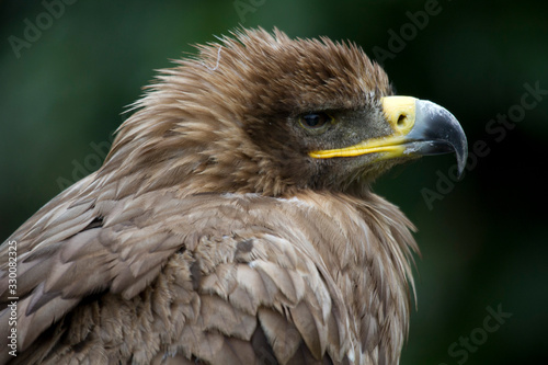 Steppenadler - Aquila nipalensis