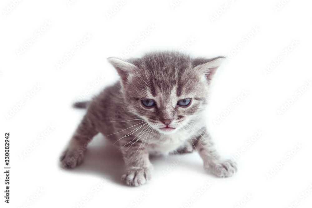 Fototapeta premium little cute gray kitten with blue eyes of british breed on a white isolated background looking at the camera