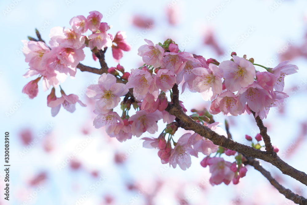 日本の春にピンク色の桜の花が咲く