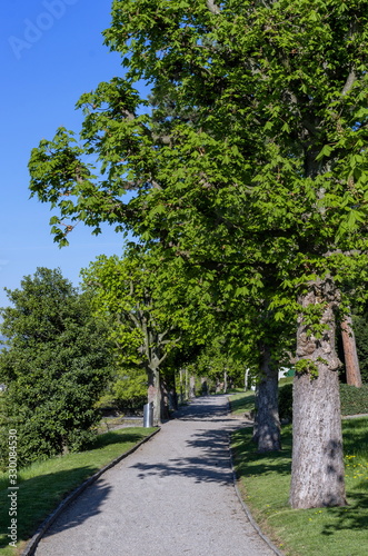 Path with green trees