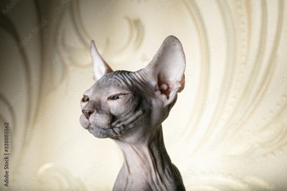 Beautiful face of a sphinx kitten. Funny bald cat on a beige background.