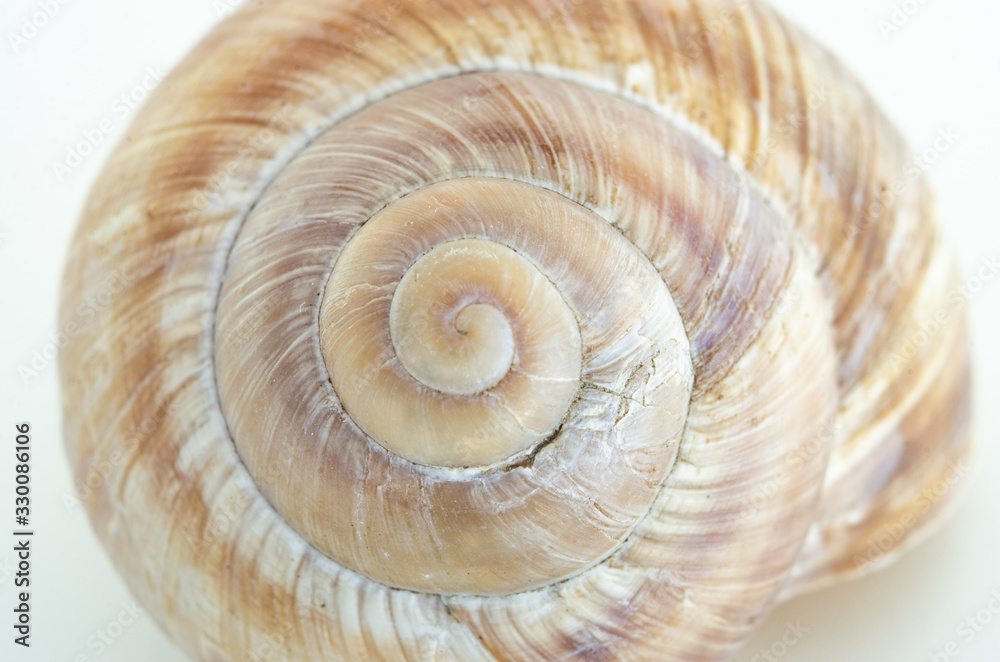 Snail house shell Snail house shell