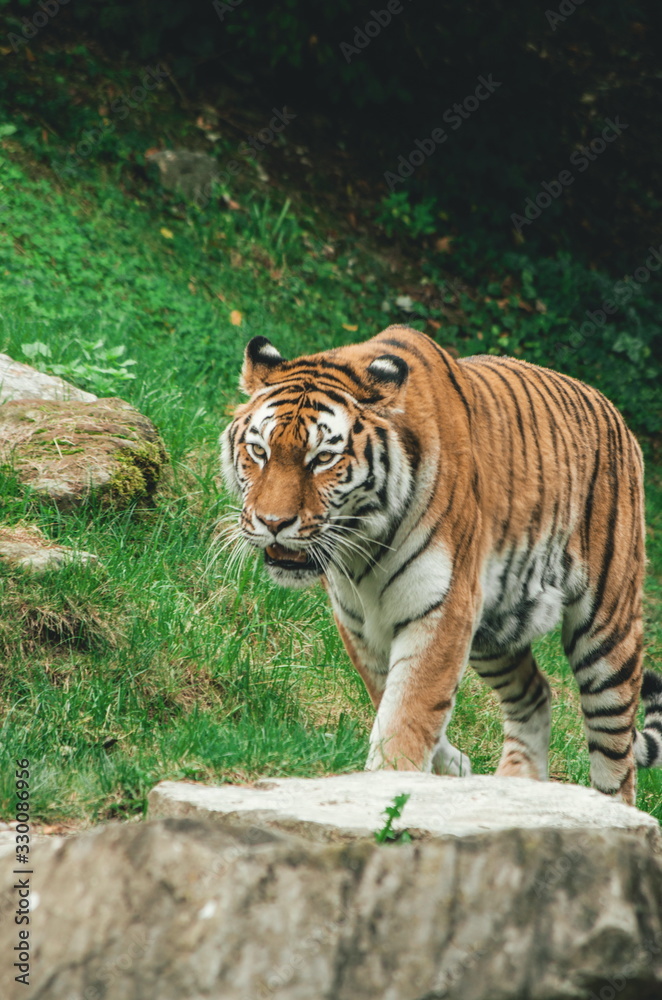 Obraz premium Tygrys w zoo