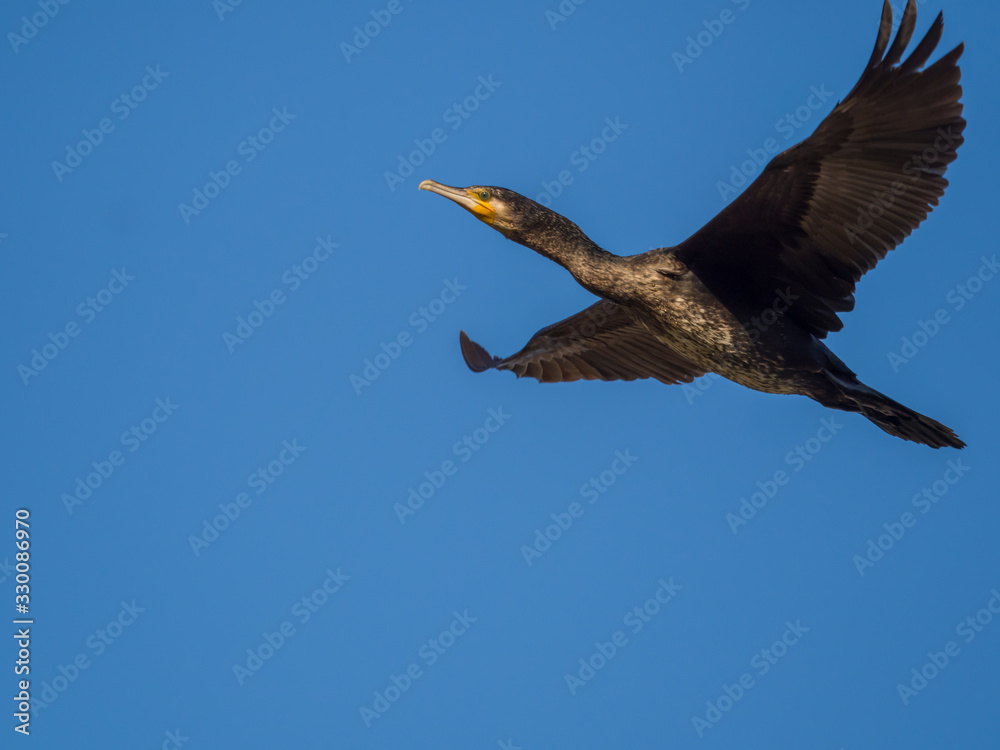 Fototapeta premium カワウ Great Cormorant 2