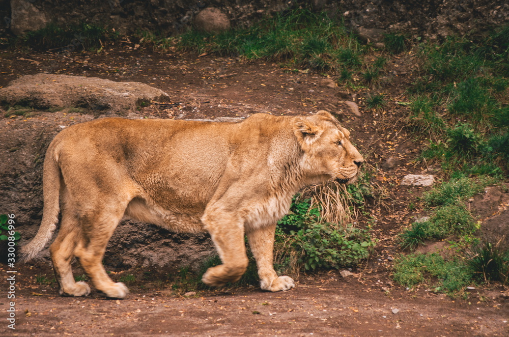Naklejka premium Female lion in a zoo