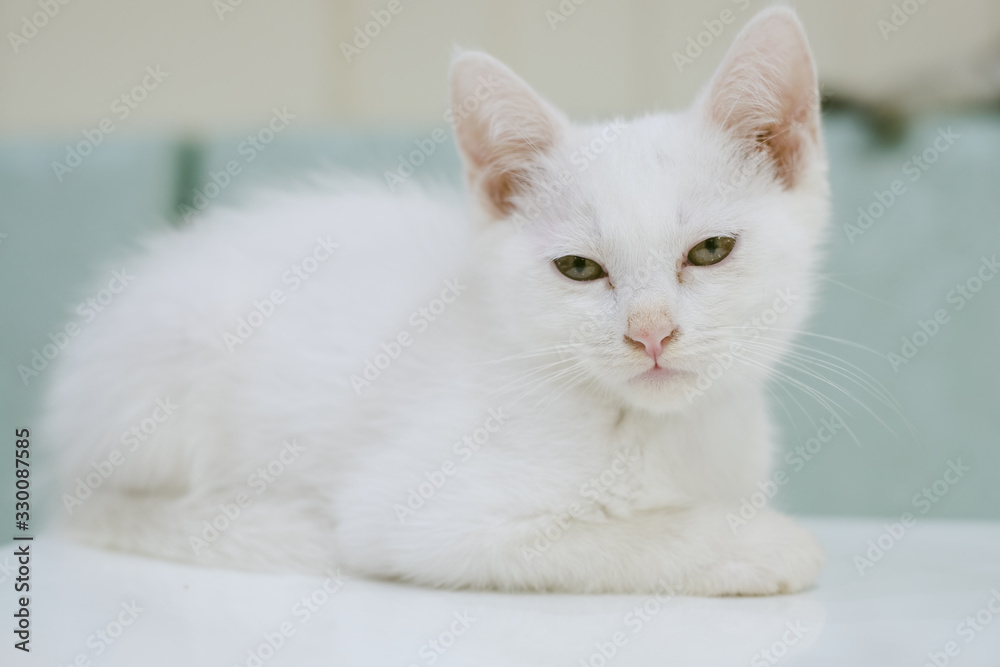 The White Cat Portrait boring 