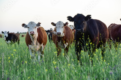 Cattle in Argentine countryside, Pampas, Argentina