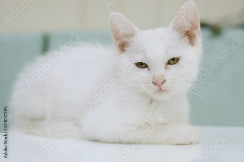 Fototapeta Naklejka Na Ścianę i Meble -  The White Cat Portrait boring 