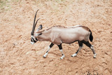 Impala in south Africa 