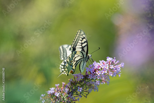 Shallow depth of field shot of Swallowtail butterfly feeding on buddleia flowers
