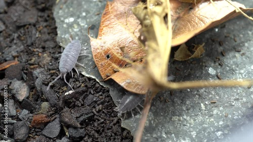 4K video of pill bug hiding under fallen leaves