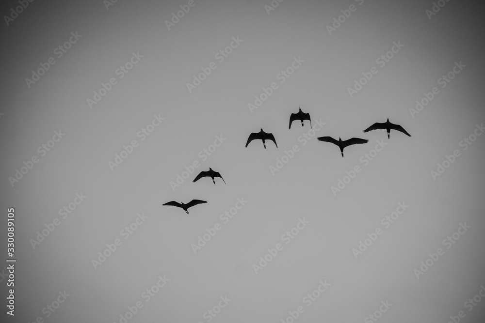 Fototapeta premium Bird Flight 