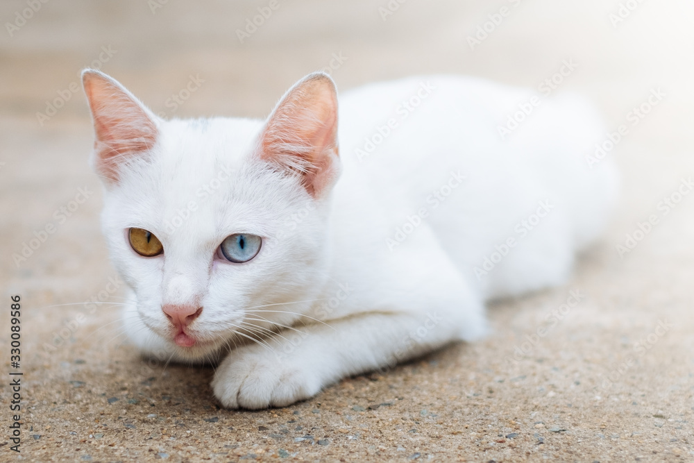 The White Cat Two Eyes Colours Thai Cat