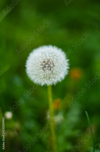 Single Dandelion close up isolated against green background